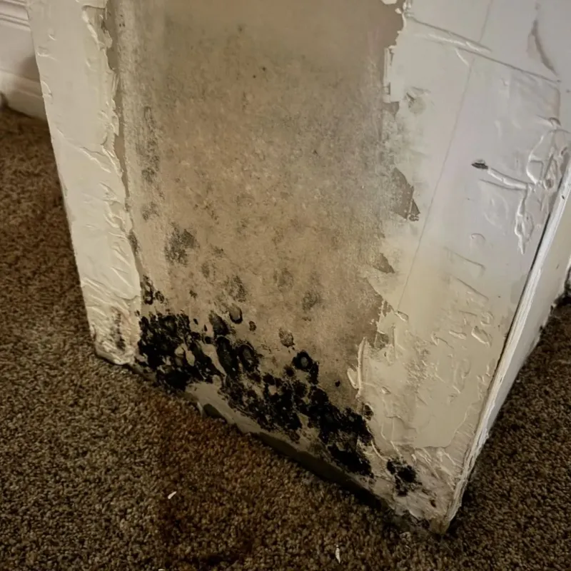 Professional Mold Removal in Hilliard, FL